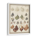 Seashell Sinopsis I - Vision Studio | Cuadro decorativo de Canvas Lab