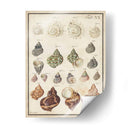 Seashell Sinopsis I - Vision Studio | Cuadro decorativo de Canvas Lab