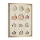 Seashell Sinopsis Ii - Vision Studio | Cuadro decorativo de Canvas Lab