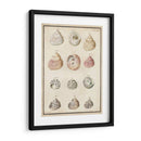 Seashell Sinopsis Ii - Vision Studio | Cuadro decorativo de Canvas Lab