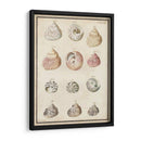 Seashell Sinopsis Ii - Vision Studio | Cuadro decorativo de Canvas Lab