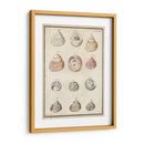 Seashell Sinopsis Ii - Vision Studio | Cuadro decorativo de Canvas Lab