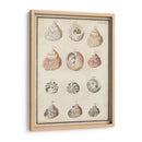 Seashell Sinopsis Ii - Vision Studio | Cuadro decorativo de Canvas Lab