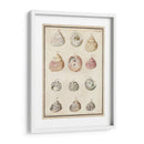 Seashell Sinopsis Ii - Vision Studio | Cuadro decorativo de Canvas Lab