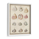 Seashell Sinopsis Ii - Vision Studio | Cuadro decorativo de Canvas Lab