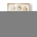 Seashell Sinopsis Ii - Vision Studio | Cuadro decorativo de Canvas Lab