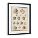 Seashell Sinopsis Iii - Vision Studio | Cuadro decorativo de Canvas Lab