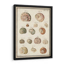 Seashell Sinopsis Iii - Vision Studio | Cuadro decorativo de Canvas Lab