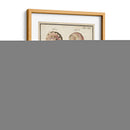 Seashell Sinopsis Iii - Vision Studio | Cuadro decorativo de Canvas Lab