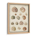 Seashell Sinopsis Iii - Vision Studio | Cuadro decorativo de Canvas Lab