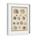 Seashell Sinopsis Iii - Vision Studio | Cuadro decorativo de Canvas Lab