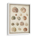 Seashell Sinopsis Iii - Vision Studio | Cuadro decorativo de Canvas Lab