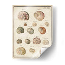 Seashell Sinopsis Iii - Vision Studio | Cuadro decorativo de Canvas Lab
