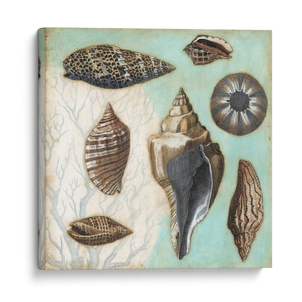 Collage De Concha Antiguo Ii - Megan Meagher | Cuadro decorativo de Canvas Lab