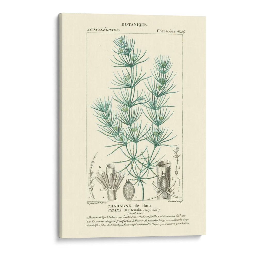 Turpin Botany I - Turpin | Cuadro decorativo de Canvas Lab