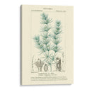Turpin Botany I - Turpin | Cuadro decorativo de Canvas Lab
