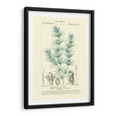 Turpin Botany I - Turpin | Cuadro decorativo de Canvas Lab