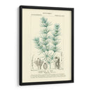 Turpin Botany I - Turpin | Cuadro decorativo de Canvas Lab