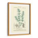Turpin Botany I - Turpin | Cuadro decorativo de Canvas Lab