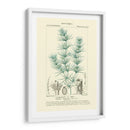 Turpin Botany I - Turpin | Cuadro decorativo de Canvas Lab