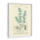 Turpin Botany I - Turpin | Cuadro decorativo de Canvas Lab