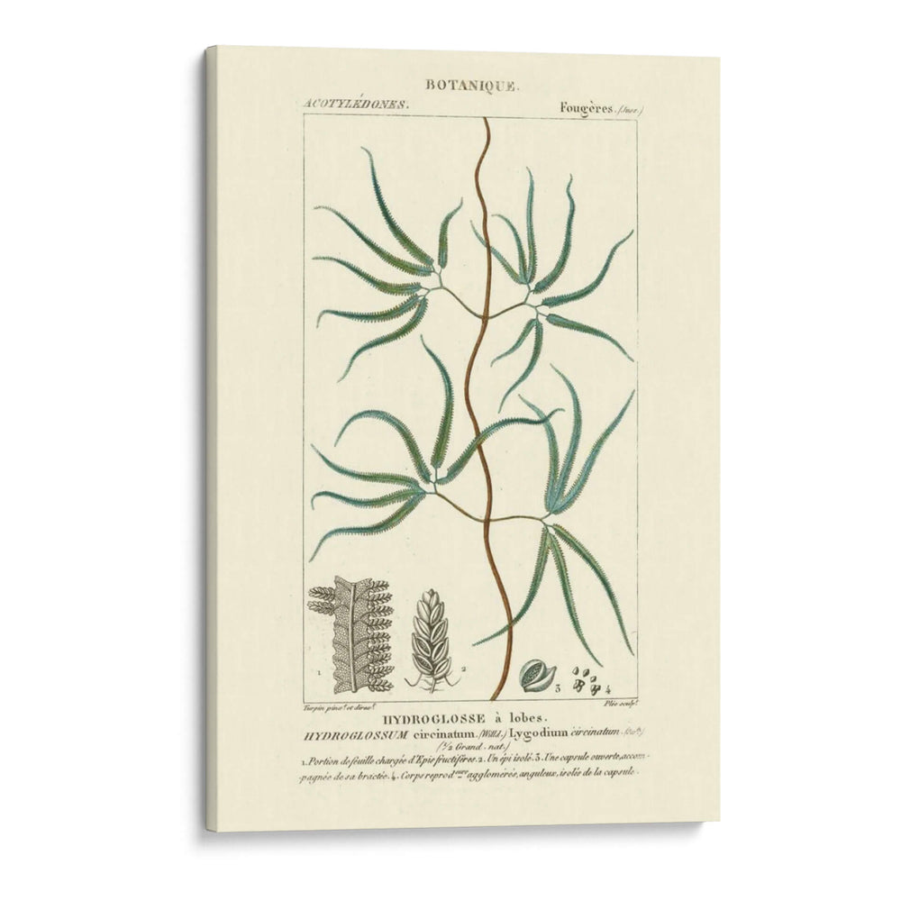 Turpin Botany Ii - Turpin | Cuadro decorativo de Canvas Lab