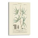 Turpin Botany Ii - Turpin | Cuadro decorativo de Canvas Lab