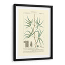 Turpin Botany Ii - Turpin | Cuadro decorativo de Canvas Lab
