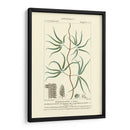 Turpin Botany Ii - Turpin | Cuadro decorativo de Canvas Lab