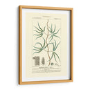 Turpin Botany Ii - Turpin | Cuadro decorativo de Canvas Lab