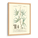 Turpin Botany Ii - Turpin | Cuadro decorativo de Canvas Lab