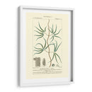 Turpin Botany Ii - Turpin | Cuadro decorativo de Canvas Lab
