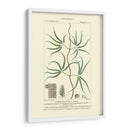 Turpin Botany Ii - Turpin | Cuadro decorativo de Canvas Lab