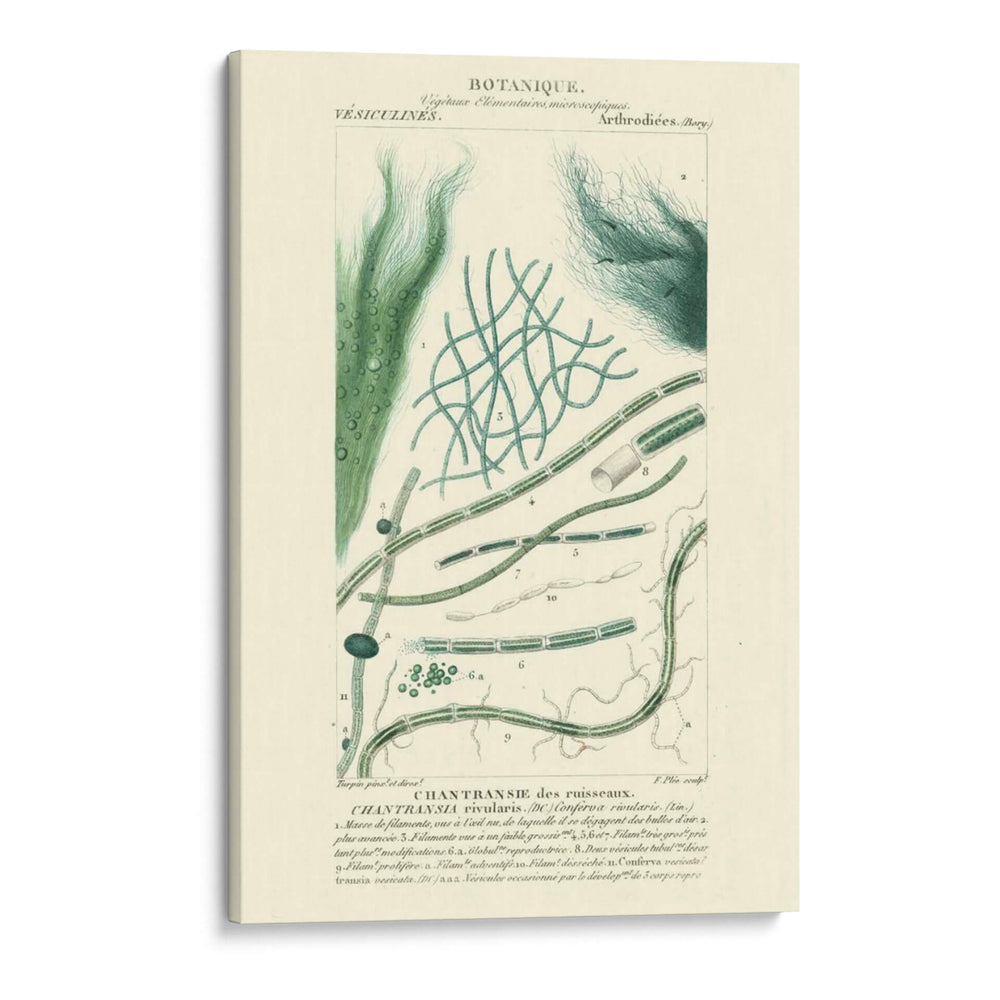 Turpin Botany Iii - Turpin | Cuadro decorativo de Canvas Lab