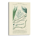 Turpin Botany Iii - Turpin | Cuadro decorativo de Canvas Lab