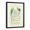Turpin Botany Iii - Turpin | Cuadro decorativo de Canvas Lab