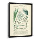 Turpin Botany Iii - Turpin | Cuadro decorativo de Canvas Lab