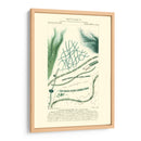 Turpin Botany Iii - Turpin | Cuadro decorativo de Canvas Lab
