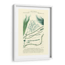 Turpin Botany Iii - Turpin | Cuadro decorativo de Canvas Lab