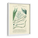 Turpin Botany Iii - Turpin | Cuadro decorativo de Canvas Lab