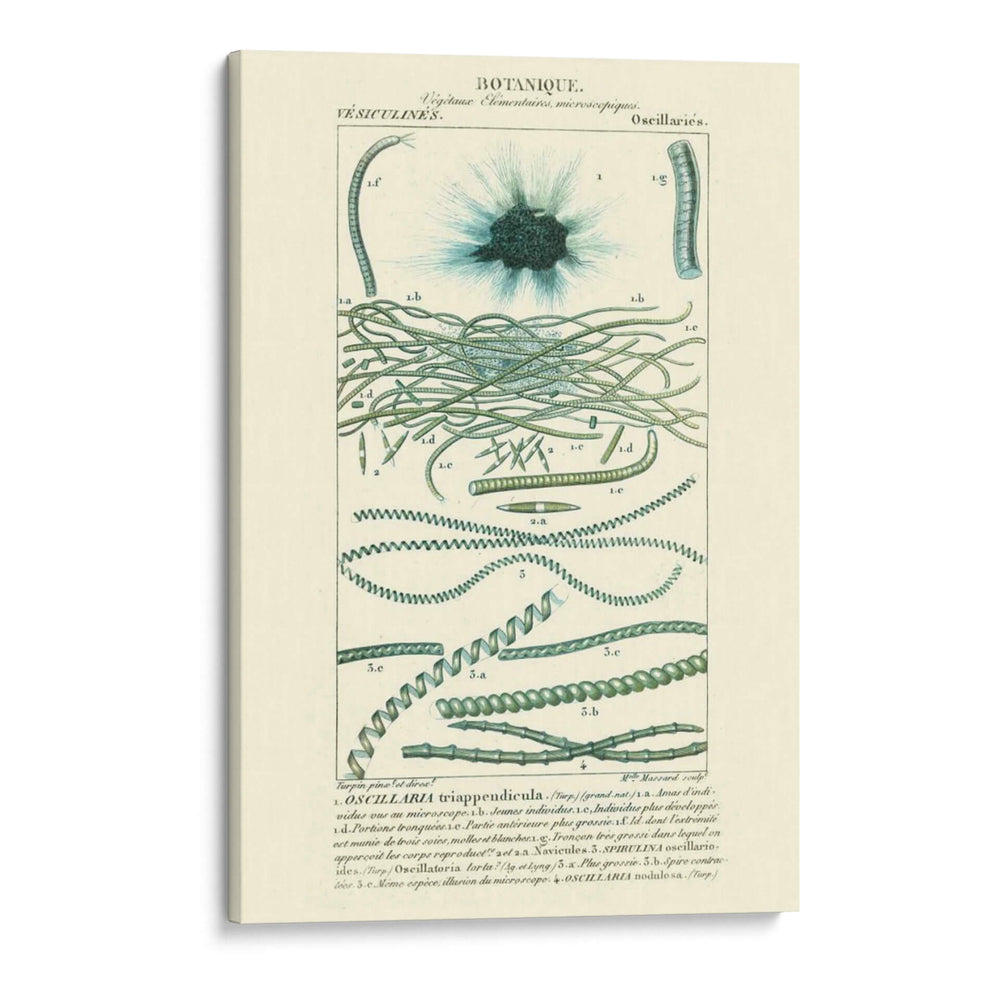 Turpin Botany Iv - Turpin | Cuadro decorativo de Canvas Lab