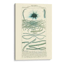 Turpin Botany Iv - Turpin | Cuadro decorativo de Canvas Lab