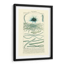 Turpin Botany Iv - Turpin | Cuadro decorativo de Canvas Lab