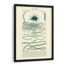 Turpin Botany Iv - Turpin | Cuadro decorativo de Canvas Lab