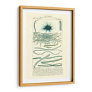 Turpin Botany Iv - Turpin | Cuadro decorativo de Canvas Lab