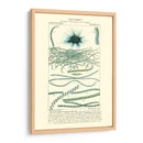 Turpin Botany Iv - Turpin | Cuadro decorativo de Canvas Lab