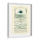 Turpin Botany Iv - Turpin | Cuadro decorativo de Canvas Lab