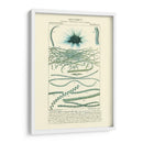 Turpin Botany Iv - Turpin | Cuadro decorativo de Canvas Lab