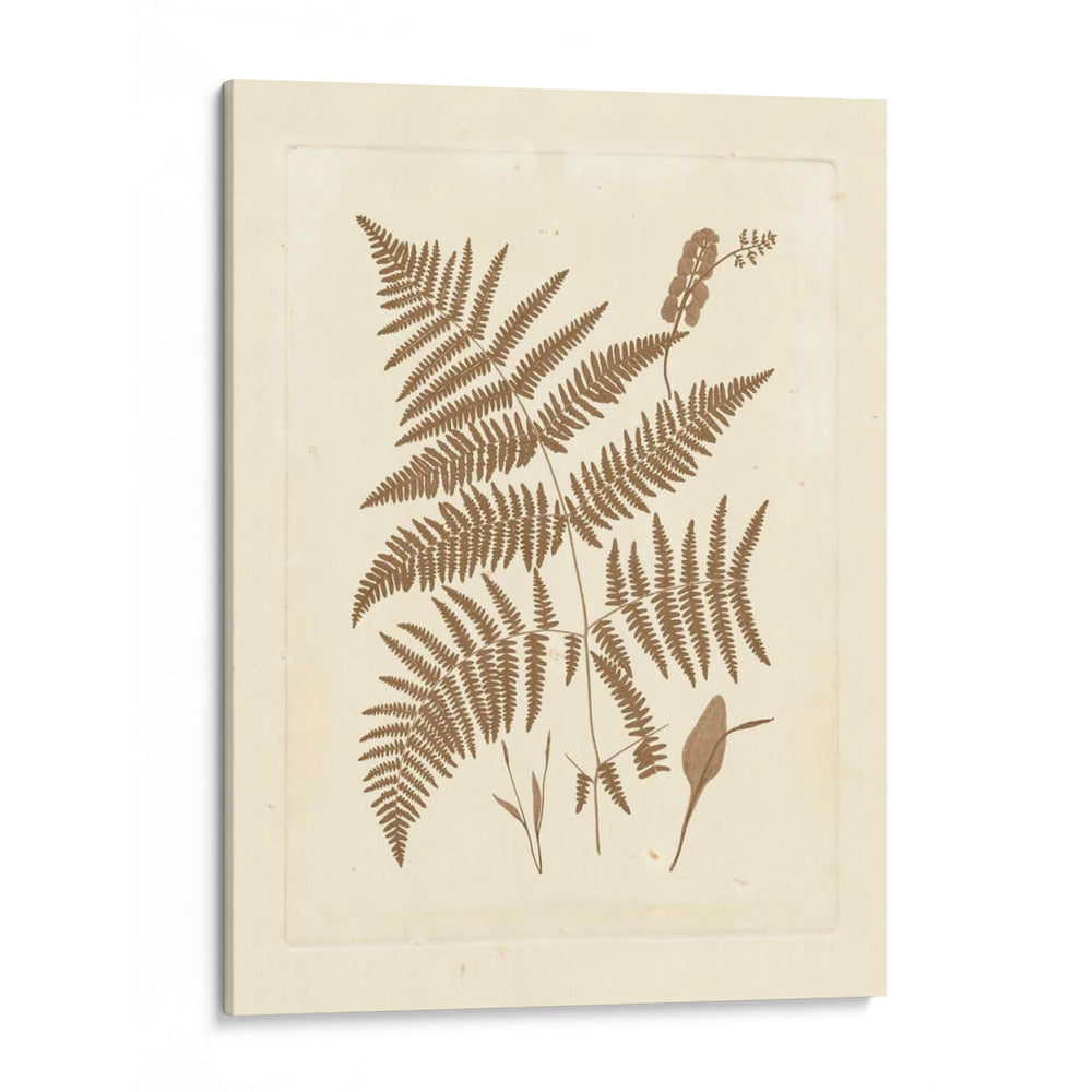 Sepia Helechos I - Vision Studio | Cuadro decorativo de Canvas Lab