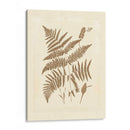 Sepia Helechos I - Vision Studio | Cuadro decorativo de Canvas Lab